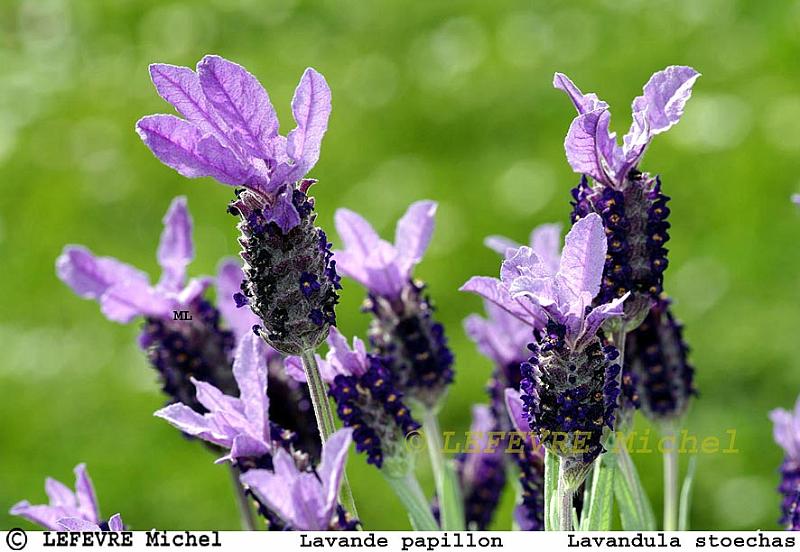 322 Lavande papillon.jpg - Lavande papillon - Lavandula stoechas var. pedonculata - Méditerranée